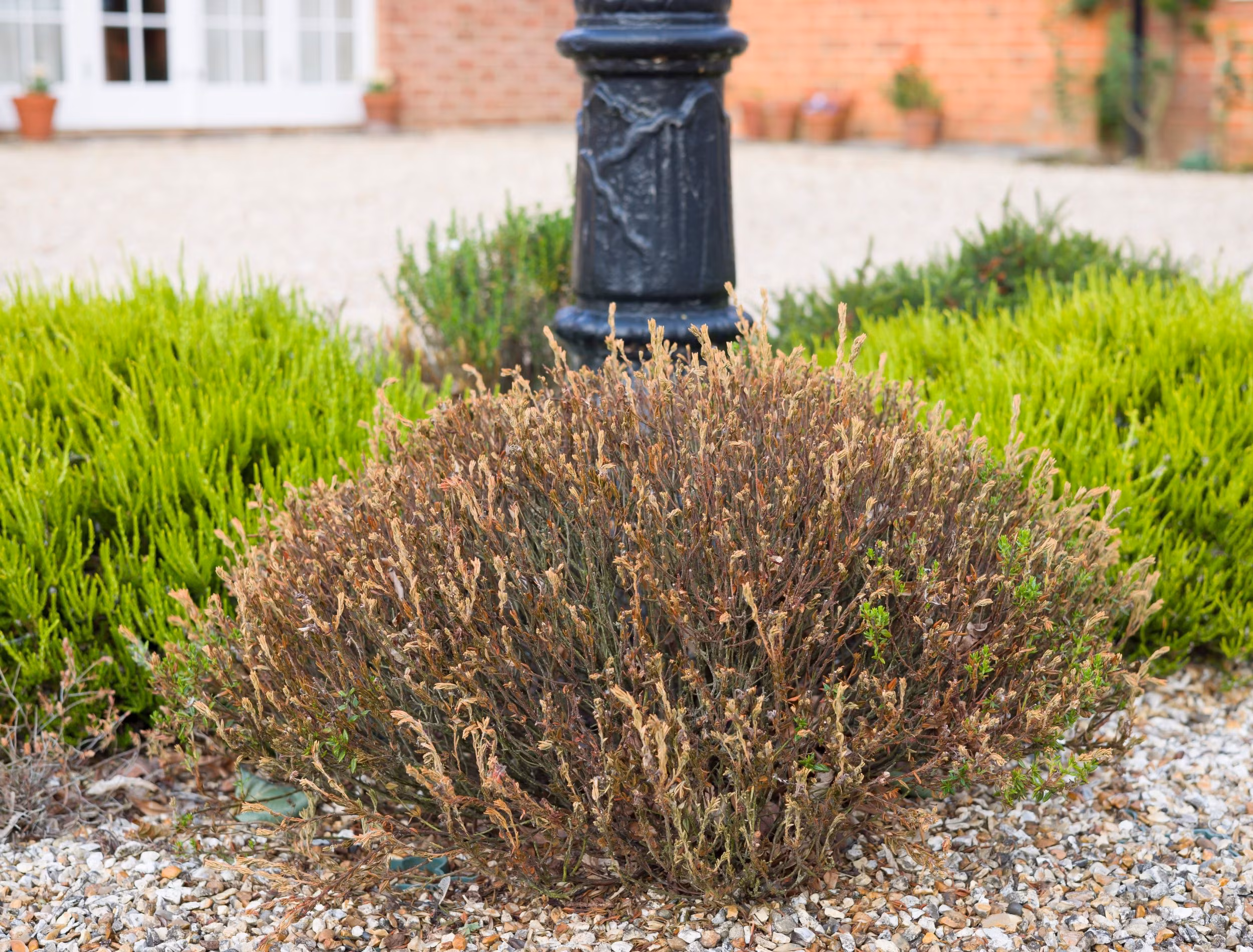 Dead Bush or Tree Removal