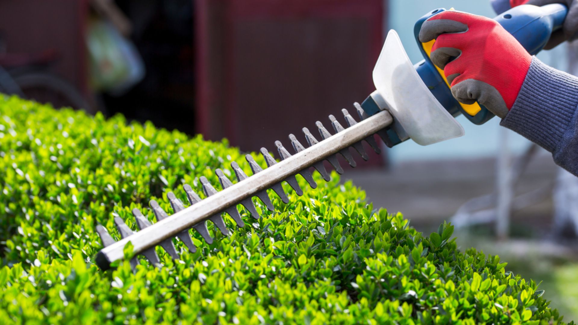 Bush/Hedge Trimming