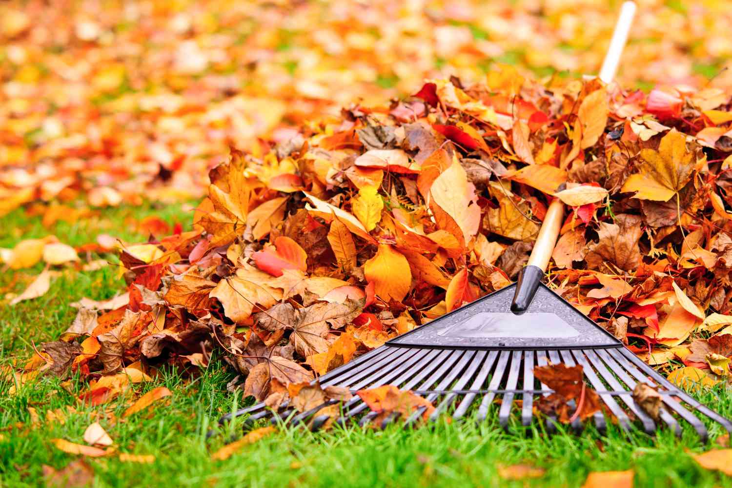 Fall Cleanup